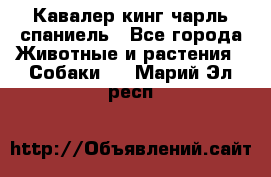 Кавалер кинг чарль спаниель - Все города Животные и растения » Собаки   . Марий Эл респ.